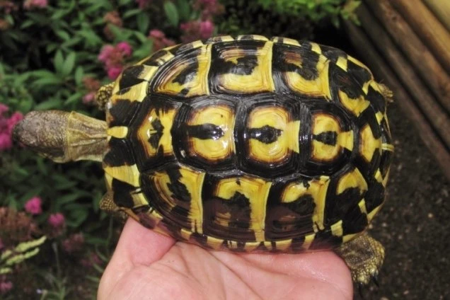 Græsk landskildpadde (Testudo Hermanni hermanni)